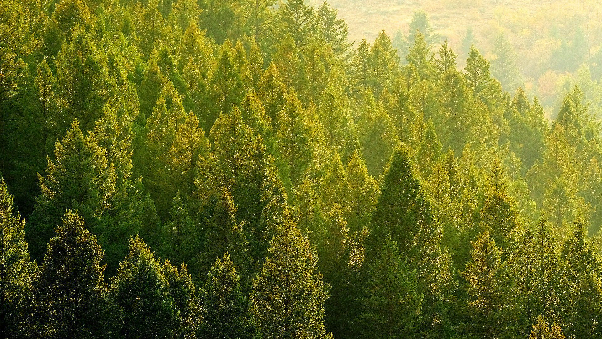 hesse-nachhaltig-wald